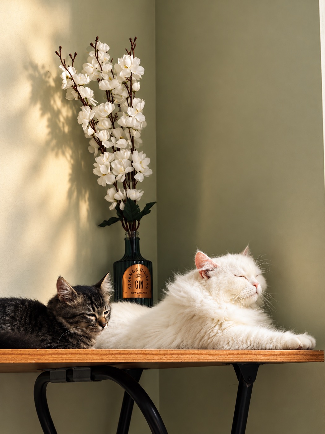 Snowie and Coco resting together in the afternoon sun